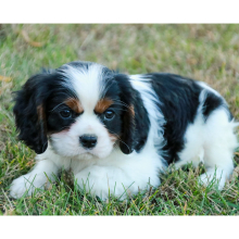 Cavalier King Charles Spaniel Puppy Abel