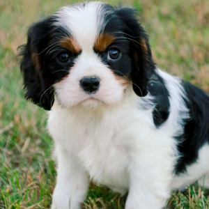 Cavalier King Charles Spaniel Puppy Abel