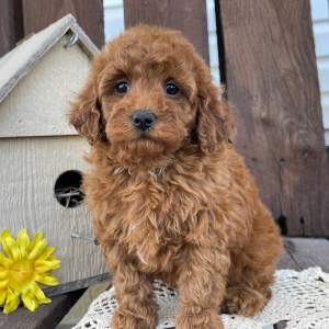 Poodle Puppy Avery