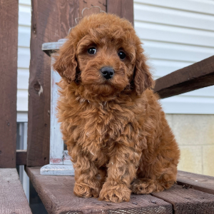 Poodle Puppy Avery