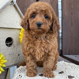 Poodle Puppy Avery