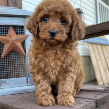 Poodle Puppy Avery