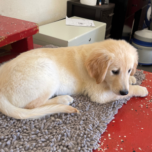 Golden Retriever Puppy Punkin