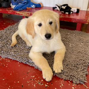 Golden Retriever Puppy Punkin