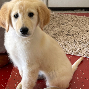 Golden Retriever Puppy Punkin