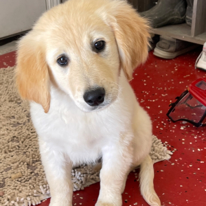 Golden Retriever Puppy Punkin
