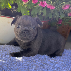 French Bulldog Puppy Kramer