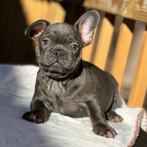 French Bulldog Puppy Kramer