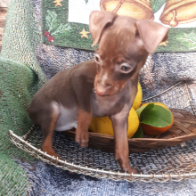 Miniature Pinscher Puppy Harry