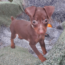 Miniature Pinscher Puppy Harry