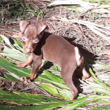 Miniature Pinscher Puppy Harry