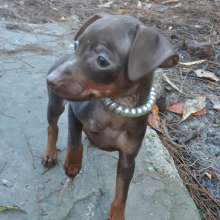 Miniature Pinscher Puppy Harry