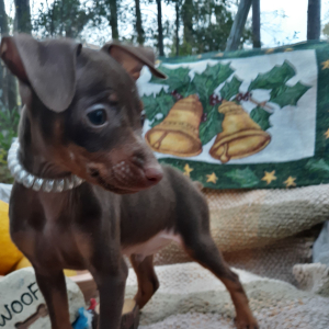 Miniature Pinscher Puppy Harry