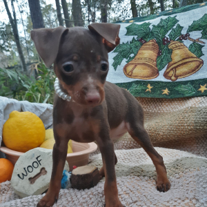 Miniature Pinscher Puppy Harry