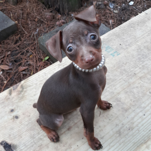 Miniature Pinscher Puppy Harry