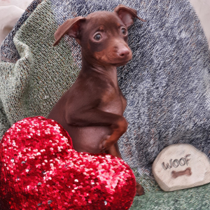 Miniature Pinscher Puppy Harry