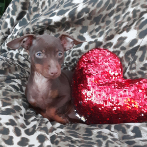 Miniature Pinscher Puppy Harry