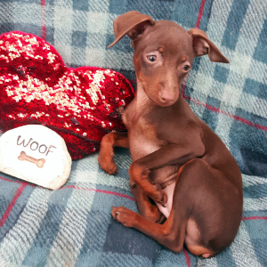 Miniature Pinscher Puppy Harry