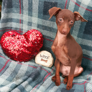 Miniature Pinscher Puppy Harry