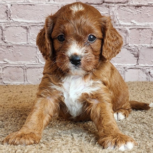 Cavapoo Puppy Samuel