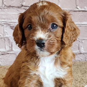 Cavapoo Puppy Samuel