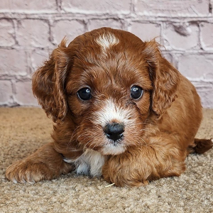 Cavapoo Puppy Samuel