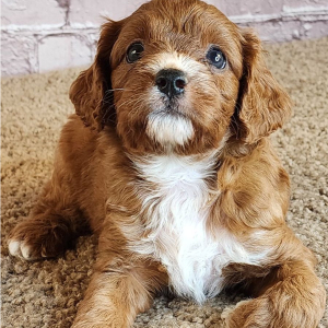 Cavapoo Puppy Samuel
