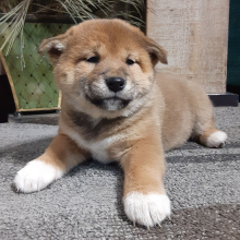 Shiba Inu Puppy Nikki