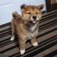 Shiba Inu Puppy Nikki