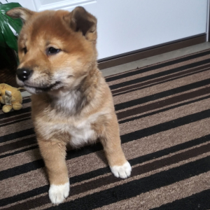 Shiba Inu Puppy Nikki