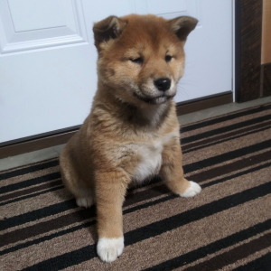 Shiba Inu Puppy Nikki