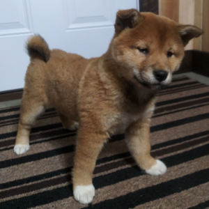 Shiba Inu Puppy Nikki