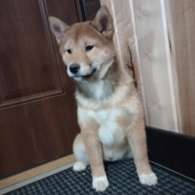 Shiba Inu Puppy Nikki