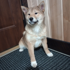 Shiba Inu Puppy Nikki
