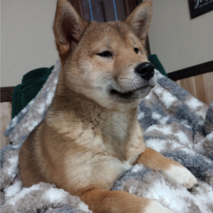 Shiba Inu Puppy Nikki
