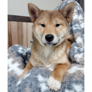 Shiba Inu Puppy Nikki