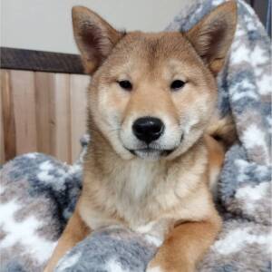 Shiba Inu Puppy Nikki