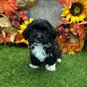 Havanese Puppy Gail