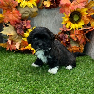 Havanese Puppy Gail
