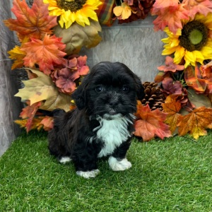 Havanese Puppy Gail
