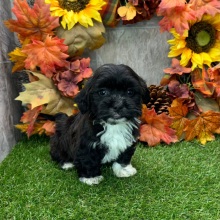 Havanese Puppy Gail