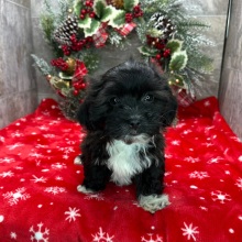 Havanese Puppy Gail