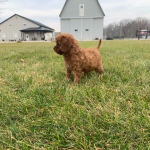 Cavapoo Puppy Aria