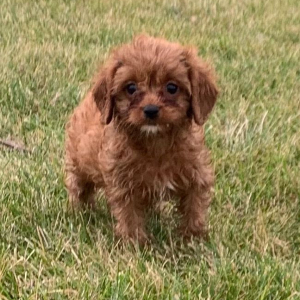 Cavapoo Puppy Aria