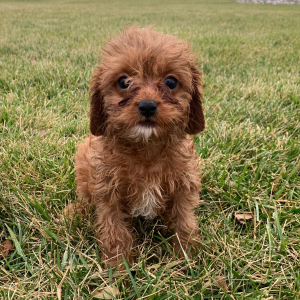 Cavapoo Puppy Aria