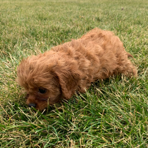 Cavapoo Puppy Aria