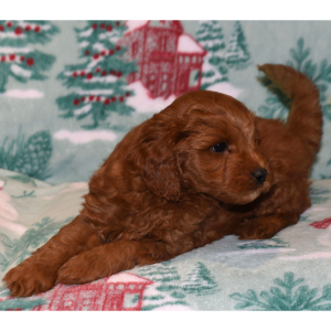 Labradoodle Puppy Trevor