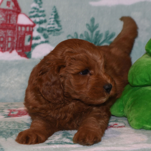Labradoodle Puppy Trevor