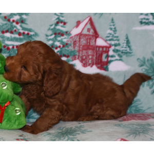Labradoodle Puppy Trevor
