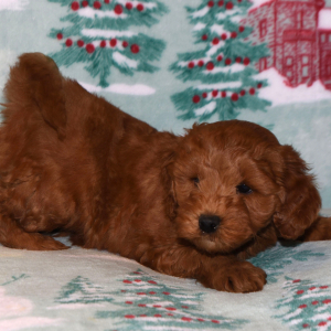 Labradoodle Puppy Trevor